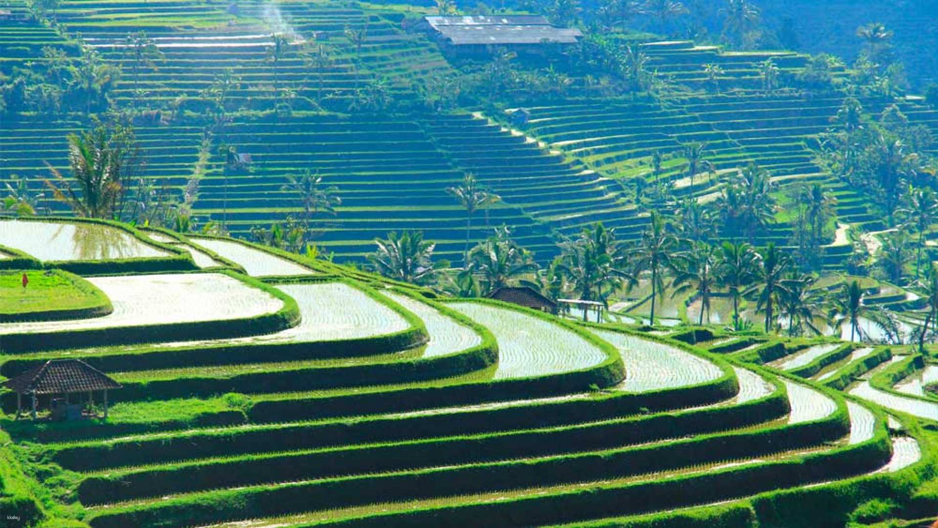 Stunning Balinese rice terraces with vibrant green steps cascading down the hillside