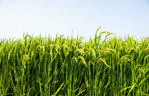 Lush green rice paddy field swaying in the breeze under blue sky